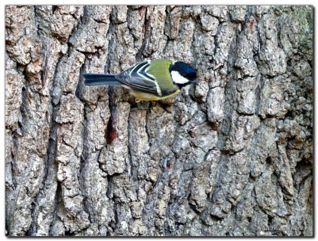 2019_08_29_OISEAU_MESANGE_CHARBONNIERE_2