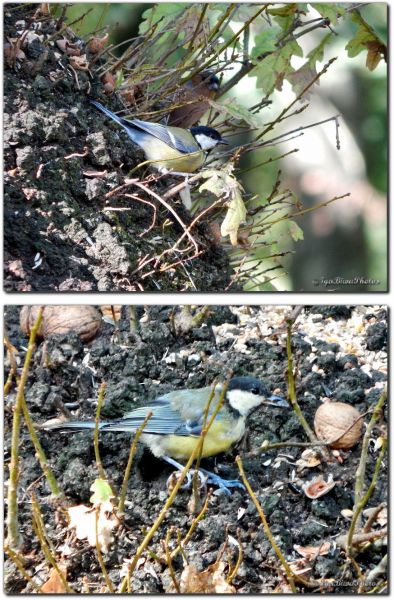 2019_08_29_OISEAU_MESANGE_CHARBONNIERE_3_et_4