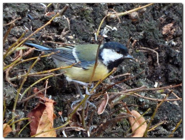 2019_08_29_OISEAU_MESANGE_CHARBONNIERE_6