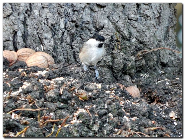 2019_08_29_OISEAU_MESANGE_TETE_NOIRE_2