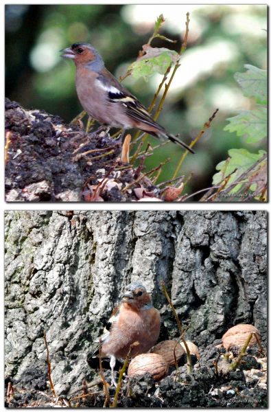 2019_08_29_OISEAU_PINSON_1_et_2