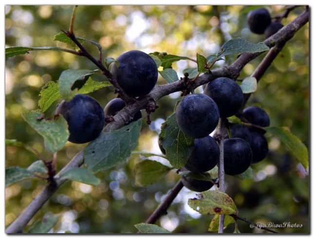 2019_09_011_FRUITS_PRUNELLES_1