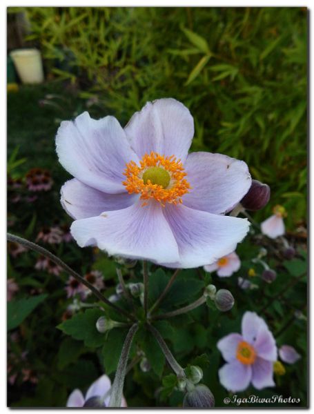 2019_09_04_ANEMONE_JAPON_JARDIN_1