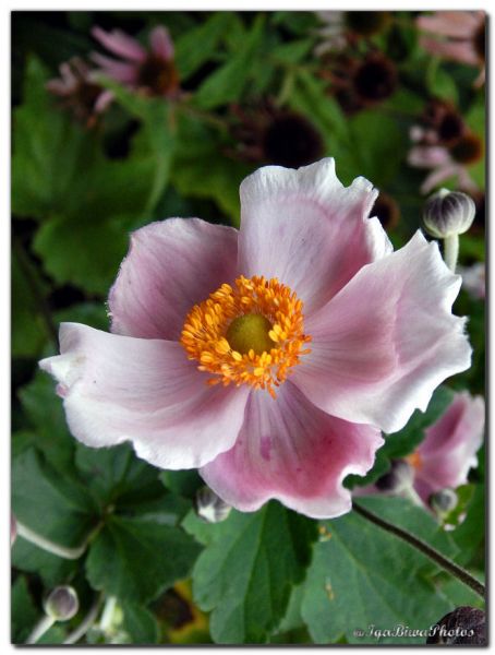 2019_09_04_ANEMONE_JAPON_JARDIN_4