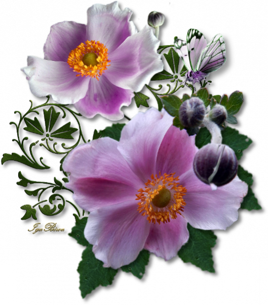 2019_09_04_SEPARATEUR_ANEMONE
