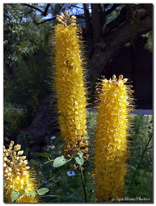 Le Lys des Steppes (Eremus Himalaicus) Centerblog — free download