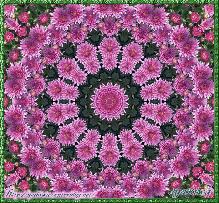 Kaléïdoscope et Spirale de Chrysanthèmes