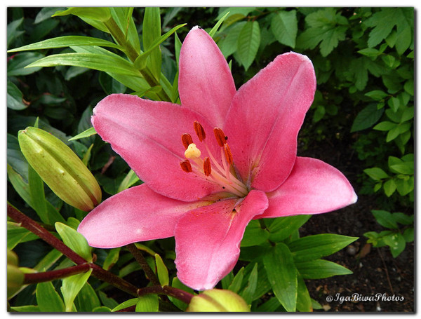 Les Majestueux Lys du Jardin (1)