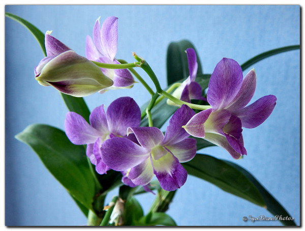 Orchidée Bambou et Orchidée Phalaenopsis