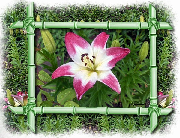 Lys Asiatique Blanc et Rose