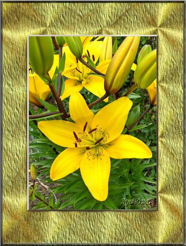 Lys Couleur de Soleil