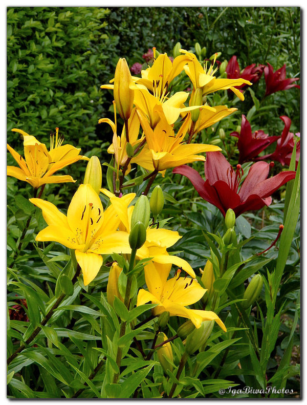 Les Majestueux Lys du Jardin (2)