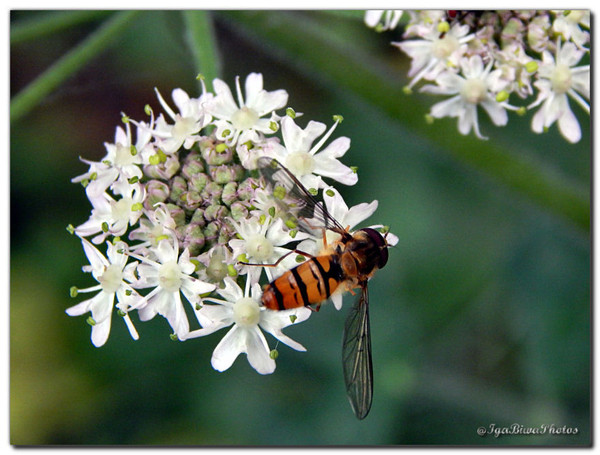 Syrphe Ceinturé sur Ombellifère