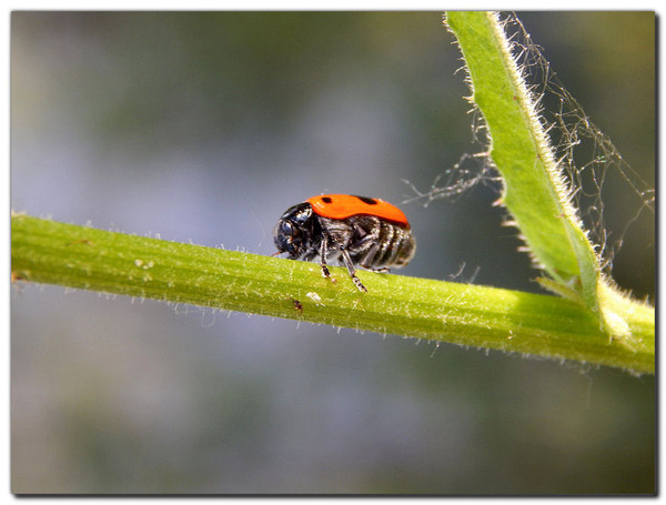 Le Clytre des Saules