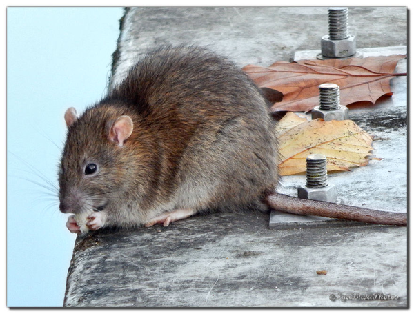 Un “rat géant” découvert dans les égouts de Mexico City, Insolite