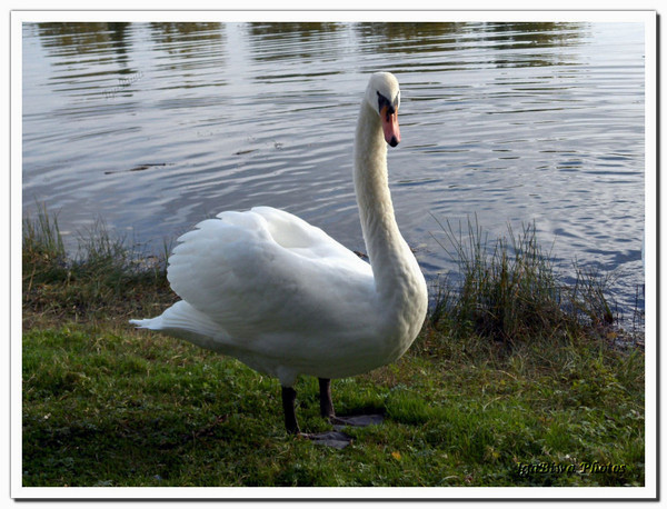 Cygnes - Etangs "Le Canivet" à Soissons (2)