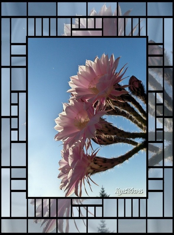 Floraison d' Echinocactus (2)