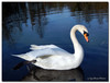 Cygnes - Les Plumes Blanches de Mars (3)