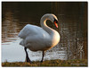Cygnes - Les Plumes Blanches de Mars (4)